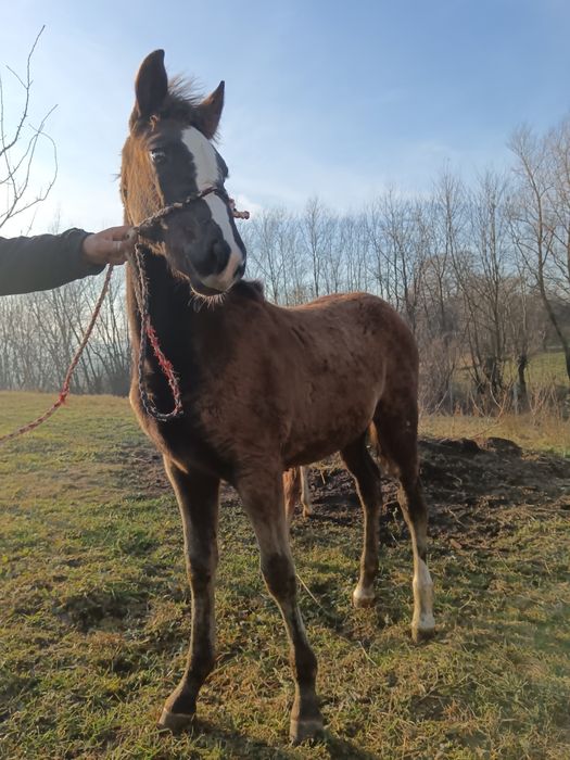 2 Mânze top sură și brează 7 luni-6 luni negociabil