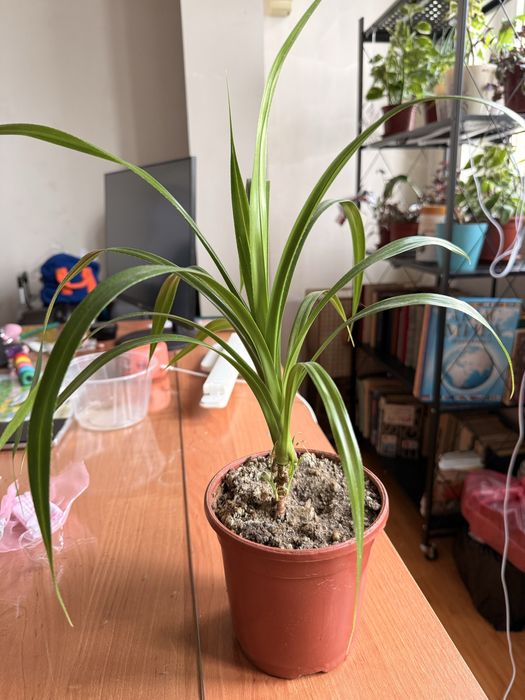 Пальма Панданус