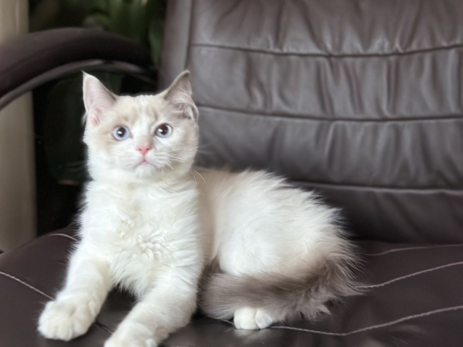 Регдол Рагдол Регдол