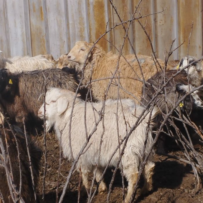 Бараны  козлы козы овцы ешки кой