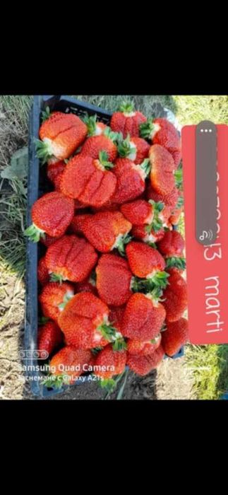 Разсад ягоди  целогодишни сортове