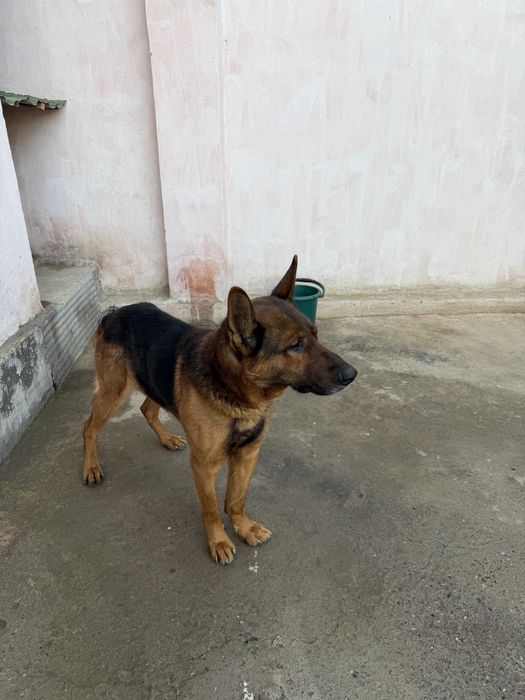 Afcharka sotiladi zotiga jovob