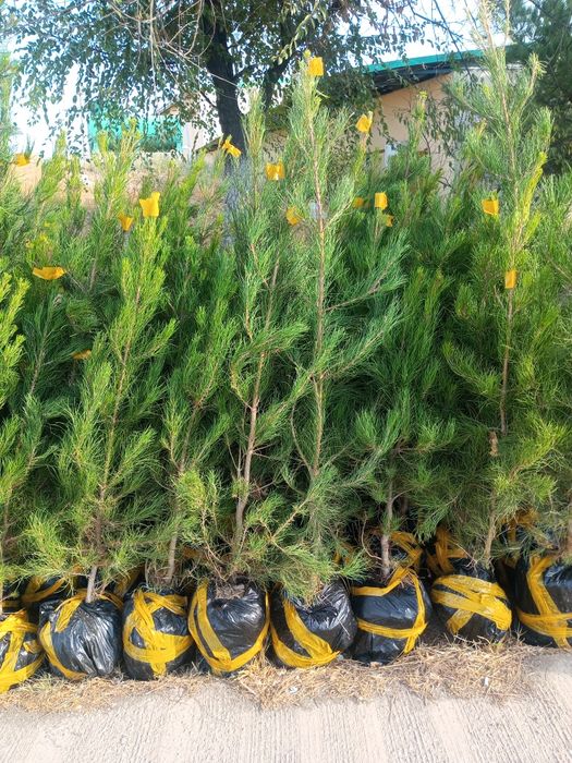 Archa dekarativni daraxtlar gazon landshaft dizayni ekish xizmati