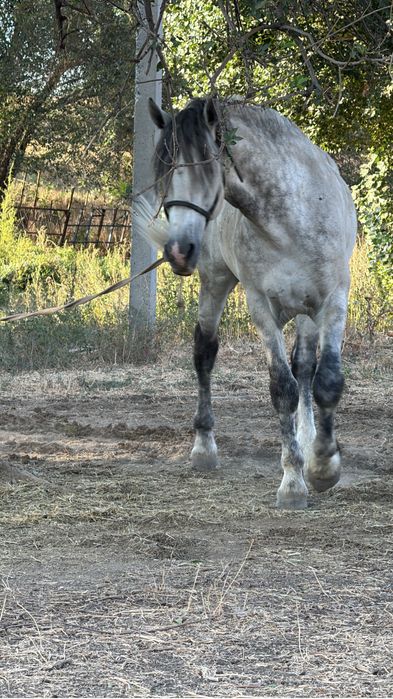 Айгыр сатылады бойы 1,80