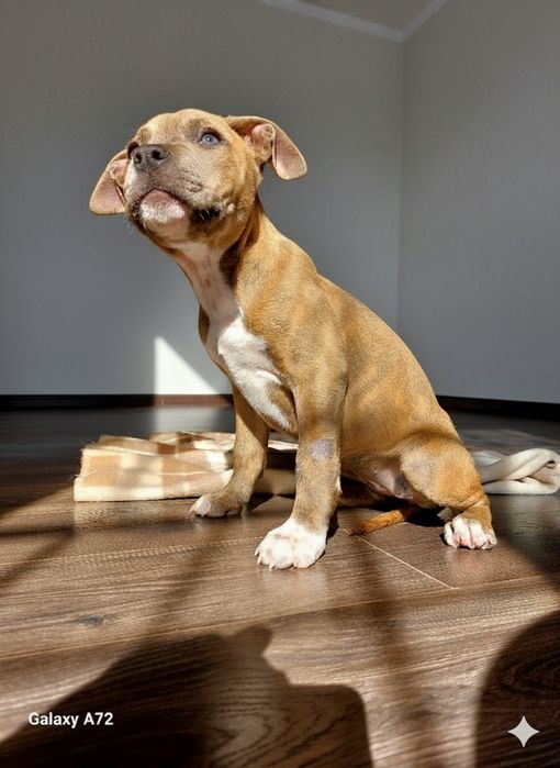 Стаффорд  продажа