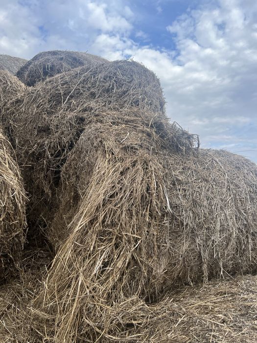 Продам Сено(Донник+разнотравие)