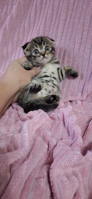 Скоттиш фолд котята шотландские