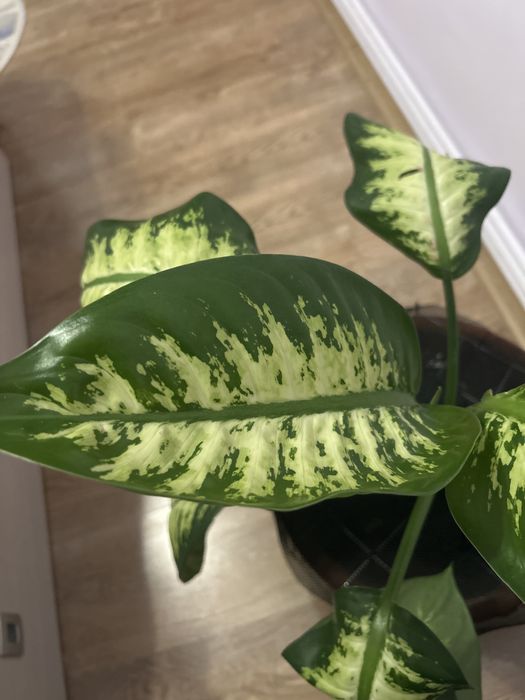 Vand planta de interior