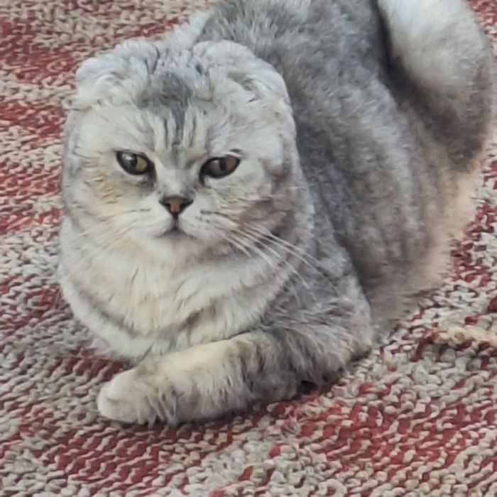 Котёнок продаётся