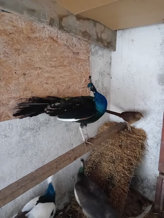 Paun   umăr   negru