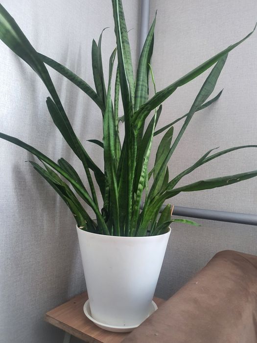 Цветы комнатные 5 шт. 50 000 тг