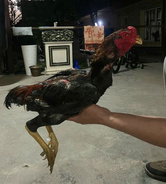 Продам трех петухов бойцов