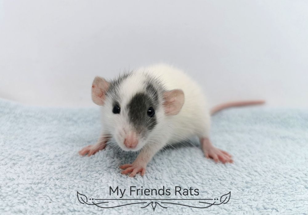 Декоративни плъхчета