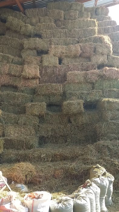 Продам люцерну и ячмёную салому