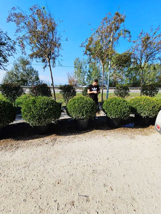 Amenajează-ți Grădina cu Plante Verzi de Calitate