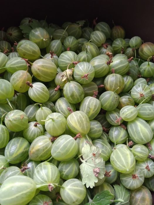 Яблочный сок, крыжовник, черноплодка