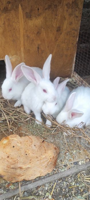 Haqiqiy toza Italiya hikol bolalari 2 ta sames sotiladi