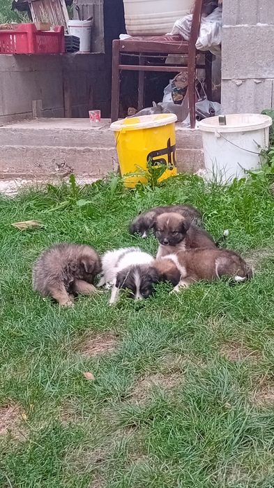 Cățeluși spre adopție