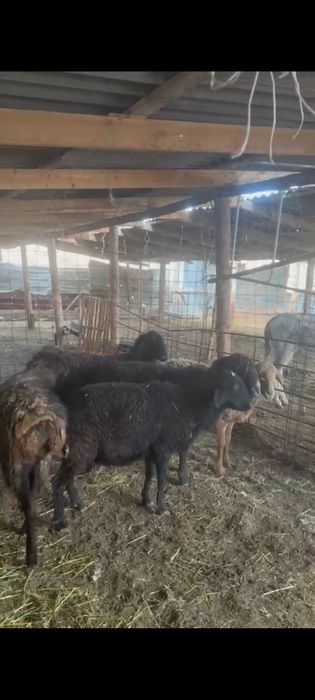 5 бас буаз саулыктар