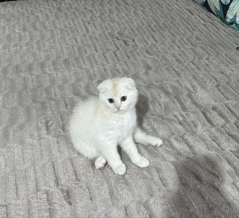 Kotyonok shinahilla fold srochna prodayotsa