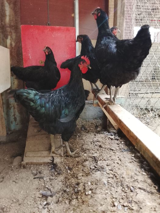 Продам курицу Джерсийский гигант