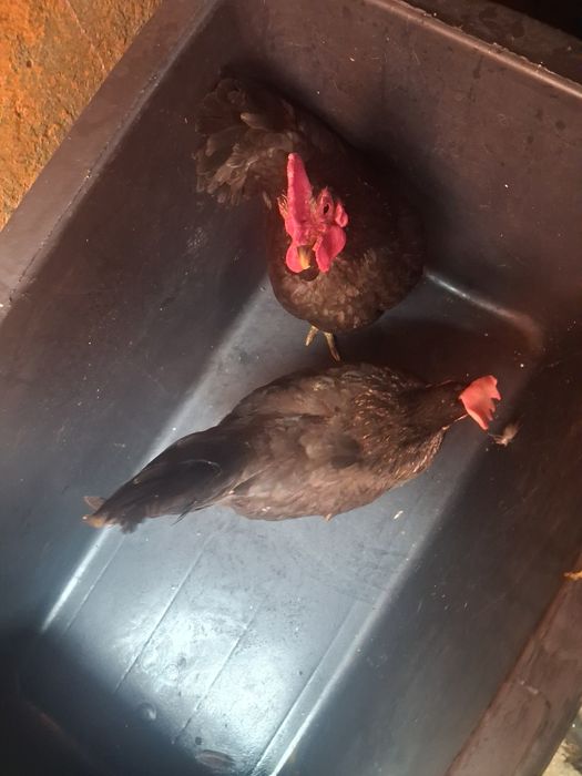 Cocos si Gainusa de vanzare