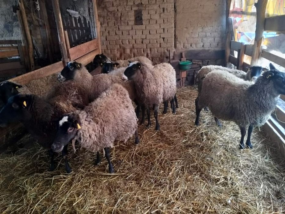 Vând oi Romanov gestante