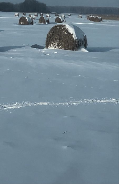 Продам сено рулон