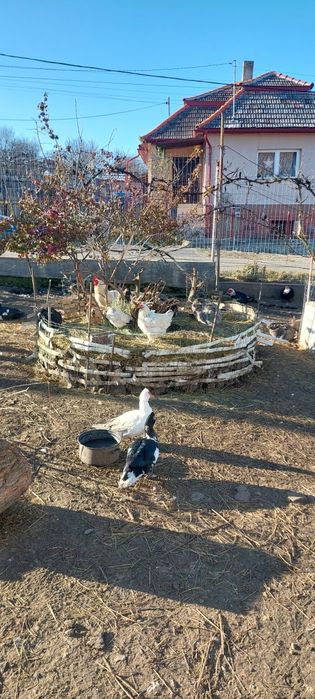 Vand iepuri și rate mute