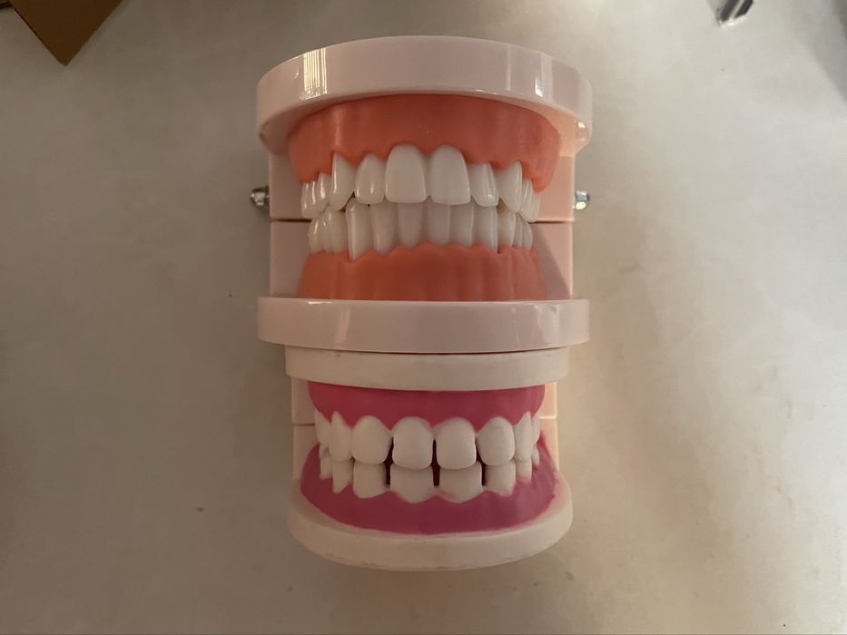 Модели для стоматологов. Модель зубов для обучения. Стоматология