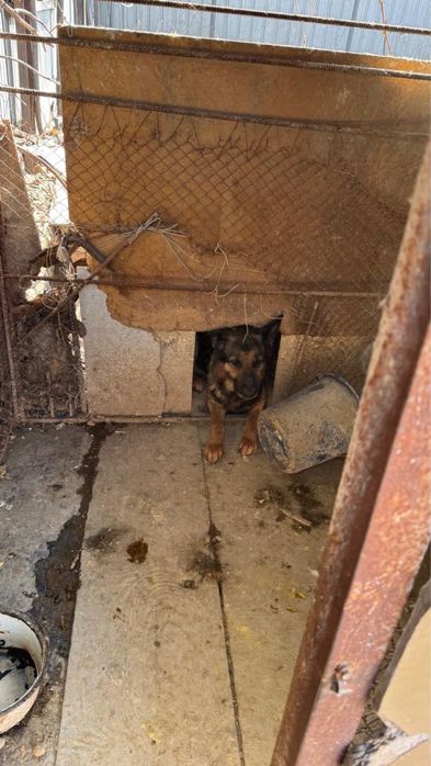 Немецкая овчарка девочка