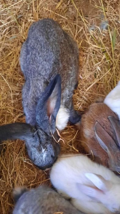 Куён купайтириб даромад килинг. Уйингизда пархез гушт бу Куён булсин.