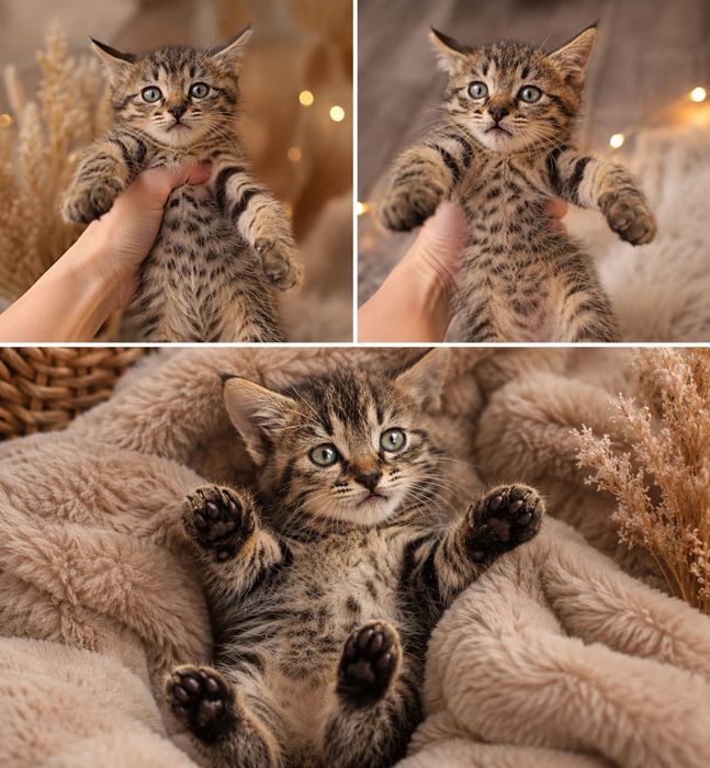 Котенок девочка приучена к лотку