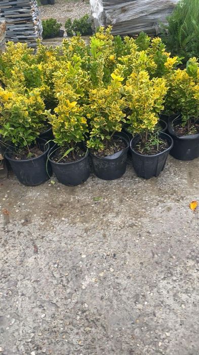 Oferă o pata de culoare gradini tale