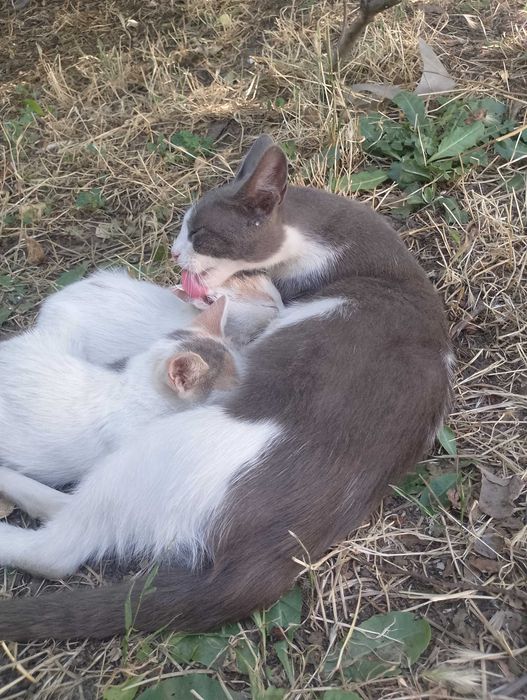 Подарявам коткана една годинка