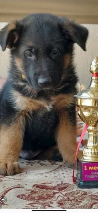 Чистокровные щенки Немецкой овчарки