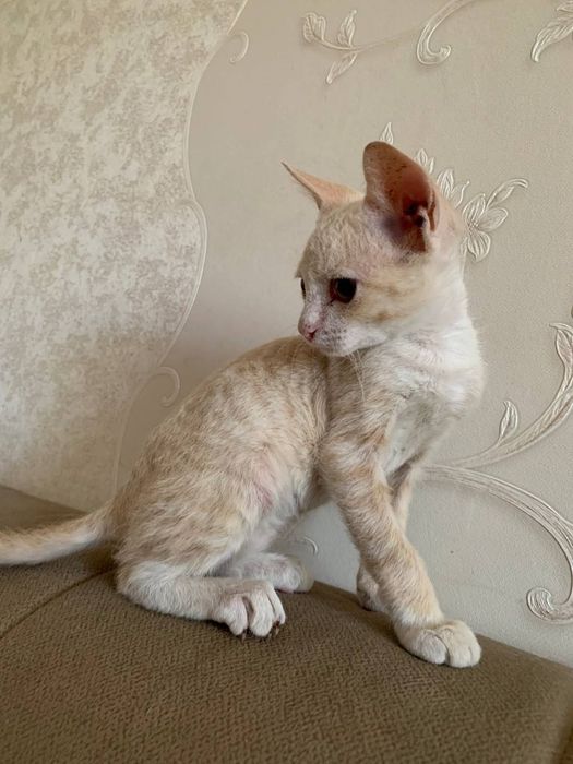 Продам котёнка !