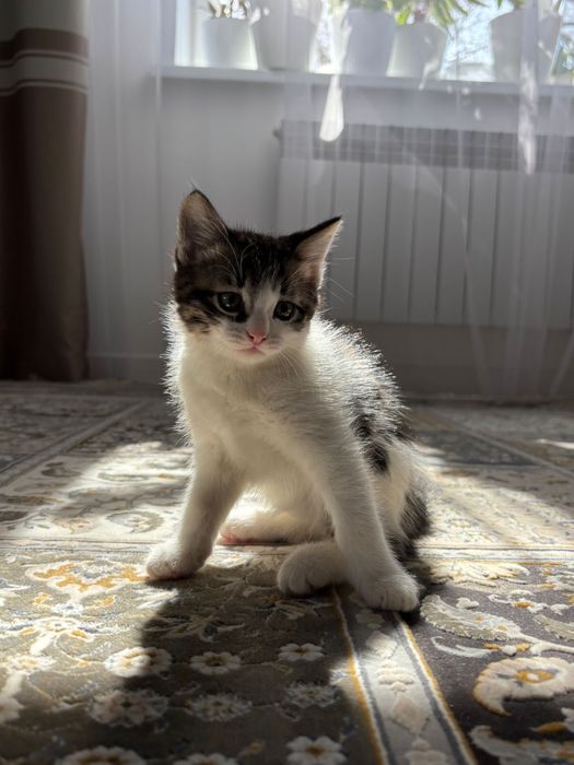 Отдам в хорошие руки