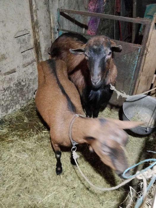 Vând capra Francez Alpin original