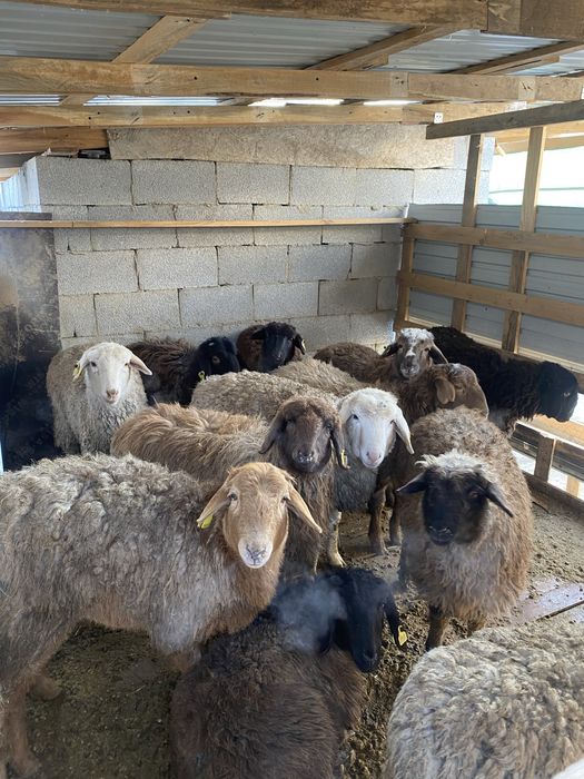 Қой сатылады оптом