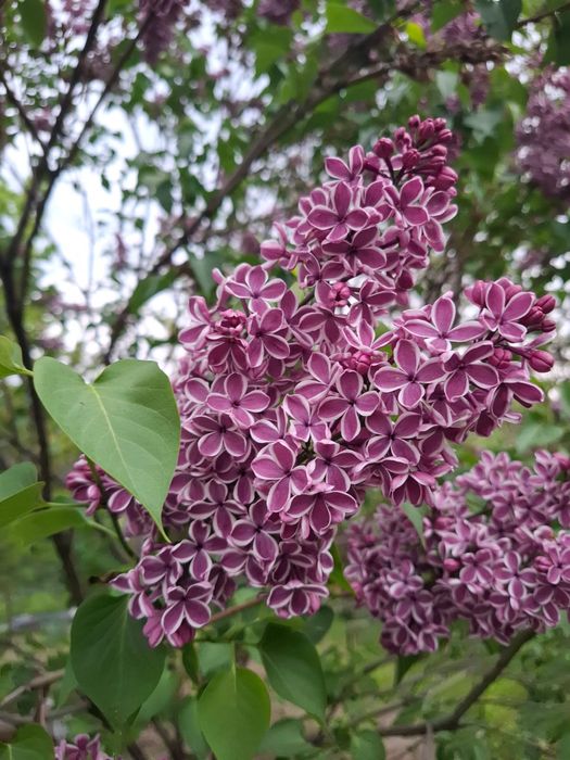 Продам букеты сирени недорого