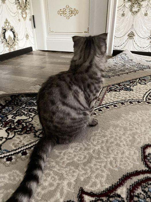 Sotiladi qiz mushuk ,мушук  - Продается кошка вислоухая