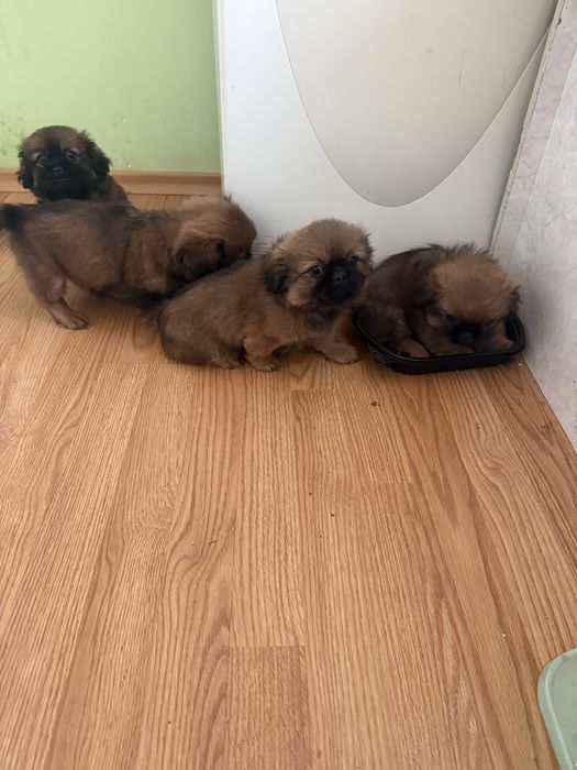 Чистокръвни пекинези