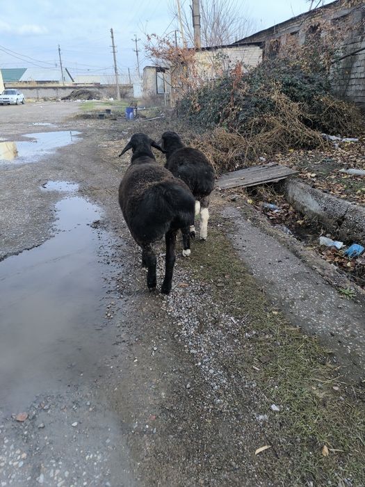 Кучкорлар сотилади