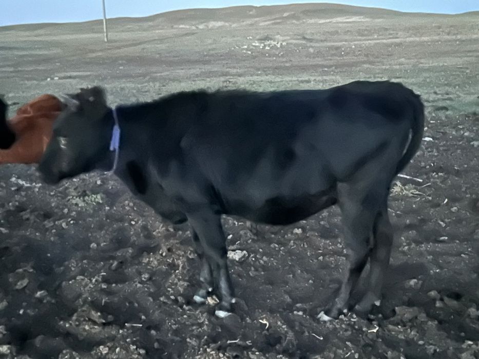 Бычок, телочкий полторашкий продается