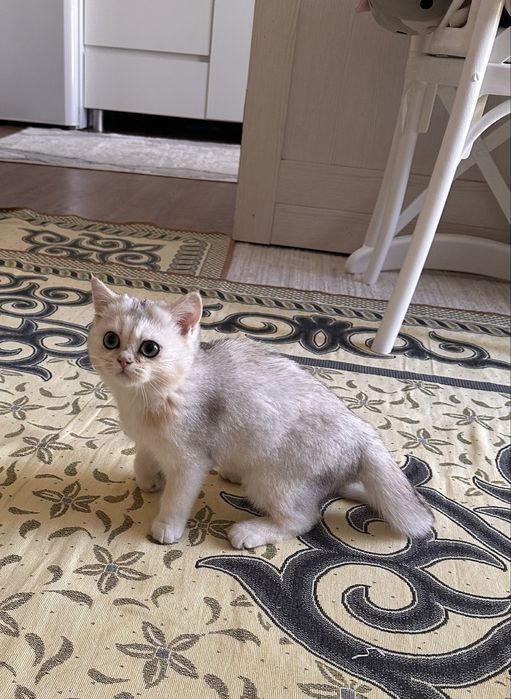 Британская короткошерстая кошка