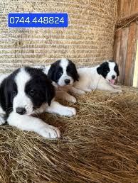 Adopție cățelușe lupe