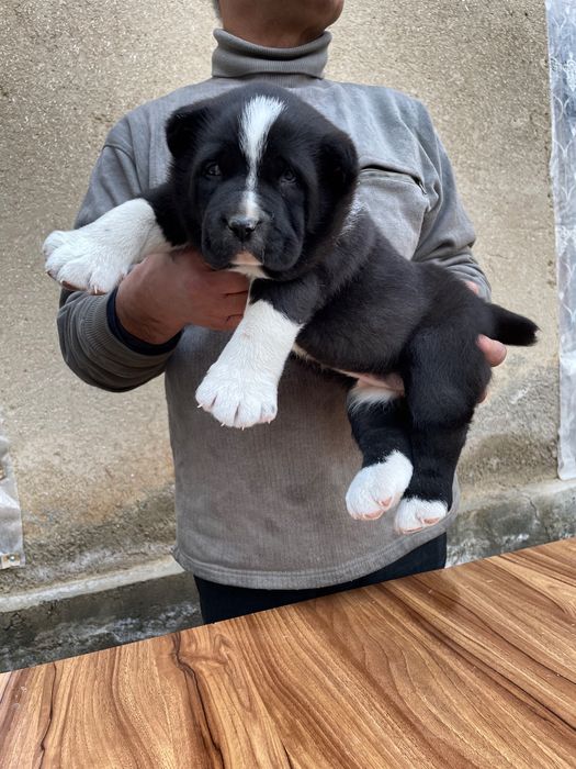 Щенок алабая (Супер Гигант )