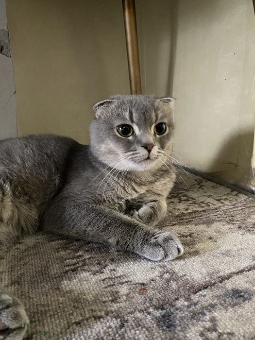 Шотландец вислоухий скоттиш фолд