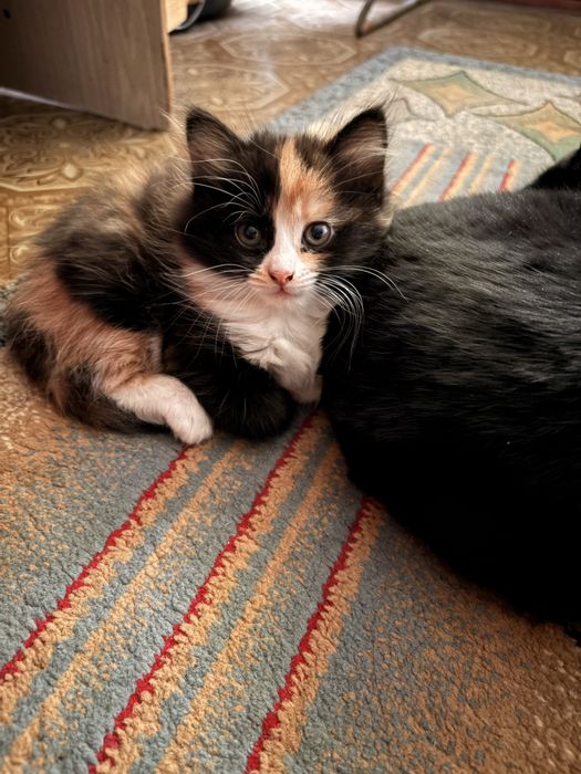 Котенок в хорошие руки